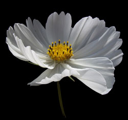 Kosmee (Cosmea)