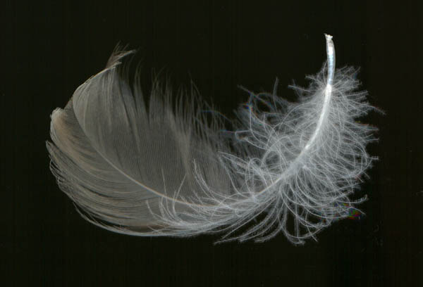 feather