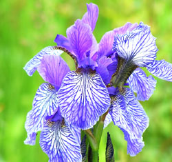 Iris