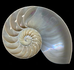 Nautilus
