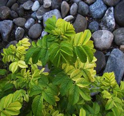 Rosenblätter (foliage of roses)