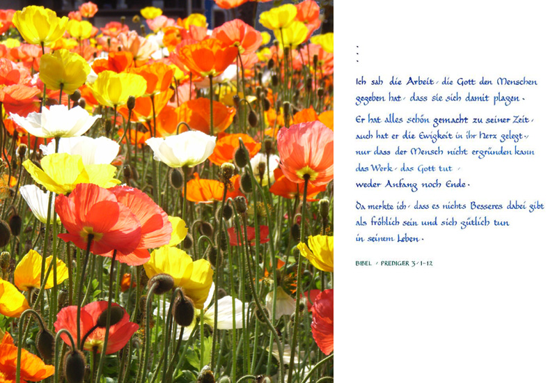 Buch 2014 - Mohn - Bibel