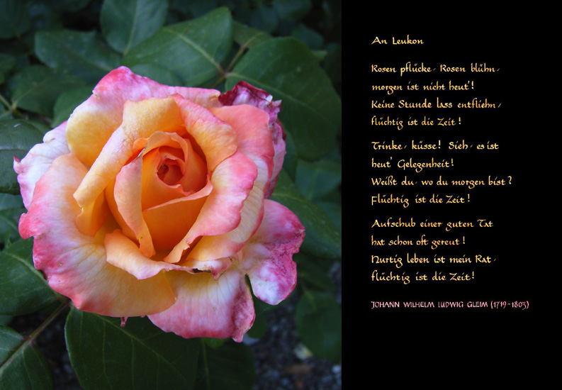 Rose -Gleim aus dem Buch "Zeit"